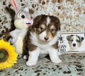 rs=w_2320,h_2081 (1)